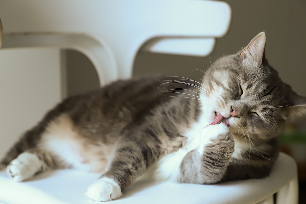 Nieznane fakty o kotach: 6 niesamowitych ciekawostek